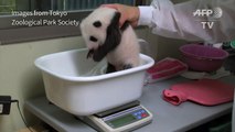 Tokyo's baby giant panda turns 40 days old