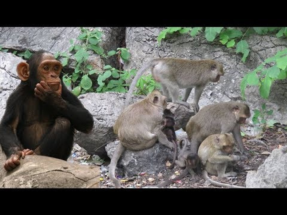 Amazing monkey meeting at Angkor Temple - Funny Monkey Videos