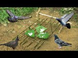 Awesome Quick Best Bird Trap homemade - Easy Best Bird Traps Work 100%