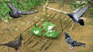 Awesome Quick Best Bird Trap homemade - Easy Best Bird Traps Work 100%