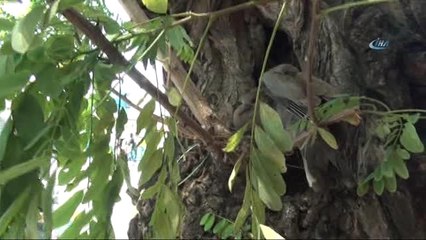 Taksim'de Sevimli Kumru Yavrularına Yoğun İlgi