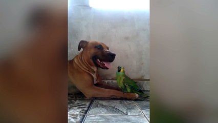 Un chien et un perroquet jouent ensemble !