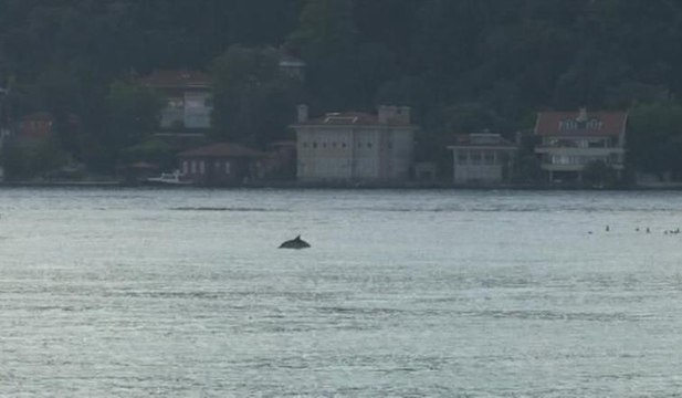 Yunuslar İstanbul Boğazı’nda renkli görüntüler oluşturdu