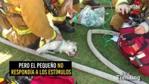 El emocionante momento en el que bomberos reaniman a un perro que quedó atrapado en incendio