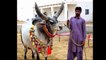 Qurbani Cows from Deccan Cattle Farm - Cow Mandi 2017 - Eid ul Azha 2017