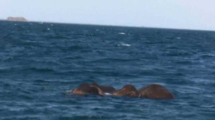 Mais que font ces éléphants en pleine mer ?