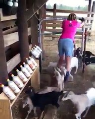 Keçi yavrularını besleme - acemikamera