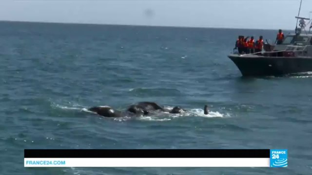Sri Lanka: Mammoth efforts deployed to rescue two elephants washed out to sea