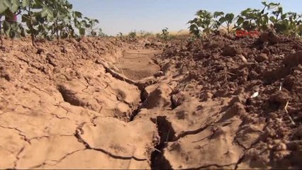 Şanlıurfa'da Pamuk Üreticilerinin Susuzluk Isyanı