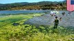 Harmful algae: Blue-green algae blooms pose health hazards in contaminated waterways - TomoNews