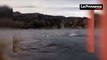 Des dauphins filmés dans la baie de Cassis