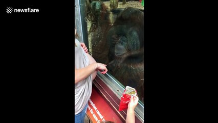 Orangutan tranfixed by  pregnant woman's belly
