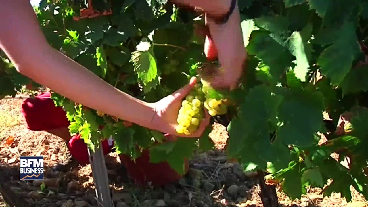 Vendanges, les récoltes en baisse