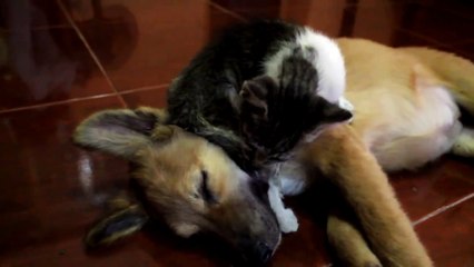 Un chat a trouvé un endroit improbable pour se coucher !