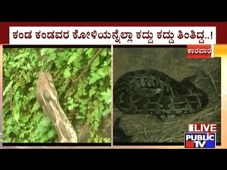 Karwar: Wicked Cobra Caught Red Handed Eating Eggs From Farmer's House
