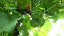 Francia: il gelo compromette la vendemmia 2017
