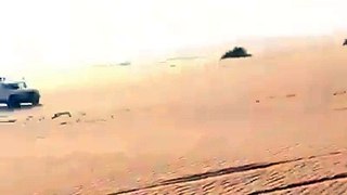 Arabian dogs Hunting deer in desert