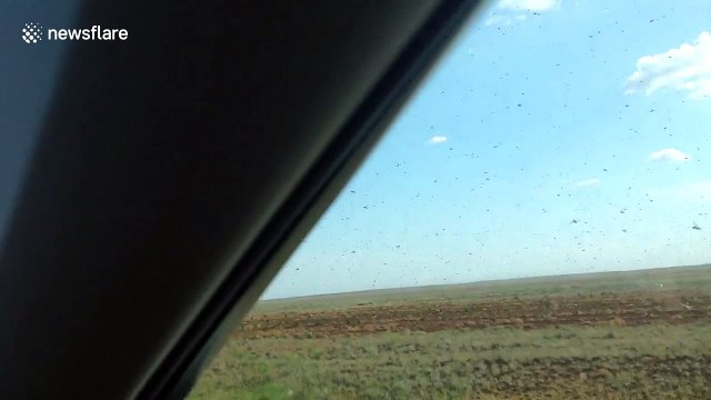 Swarm of locusts flies through Russian region