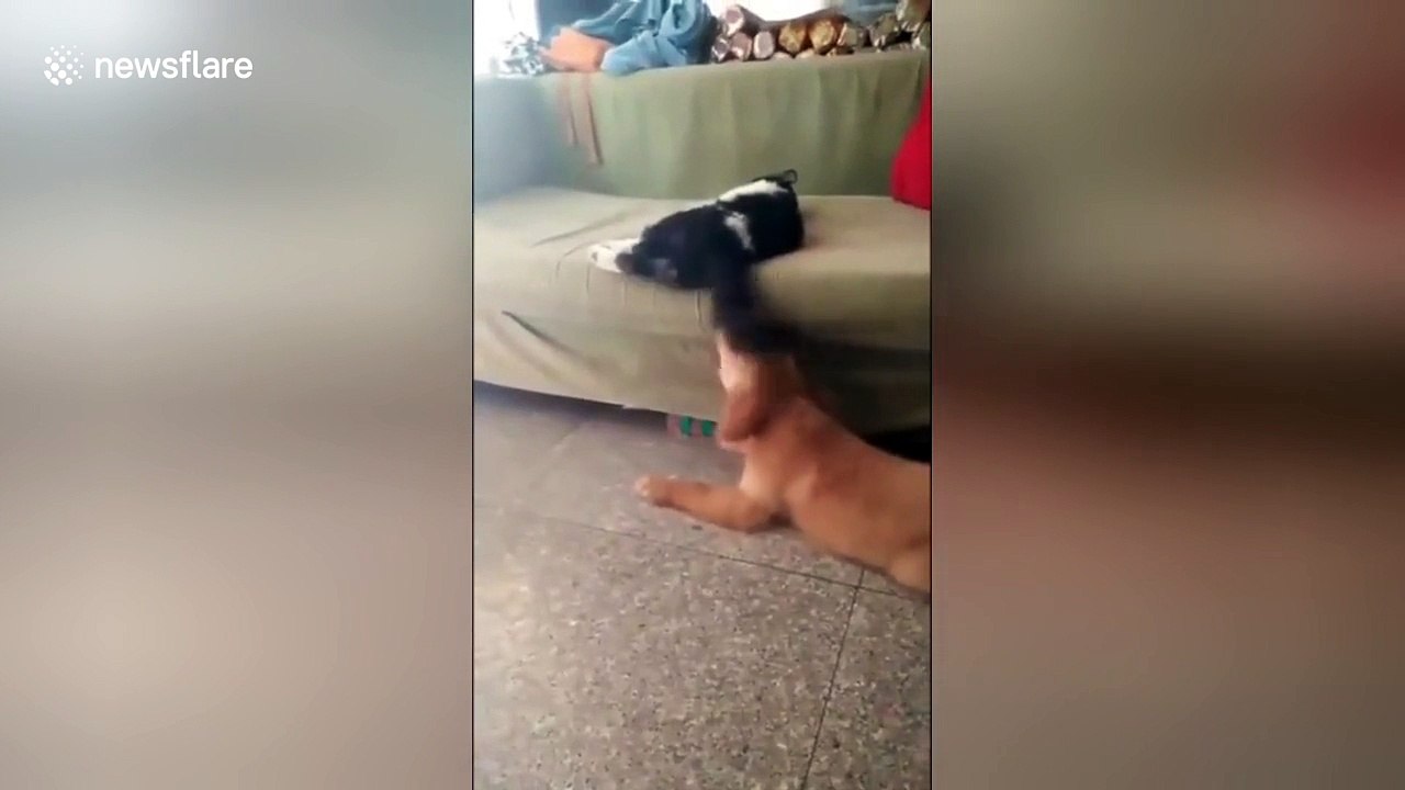 Angry cat beats up dog