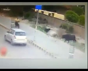 BULL ATTACKS A BIKER IN RAJASTHAN - Exclusive Video