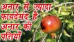 Pomegranate Leaves: Skin and Health Benefits, अनार से ज़्यादा फायदेमंद है अनार की पत्तियाँ | Boldsky