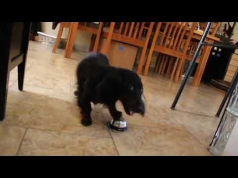 Clever Dog Rings Bell to Receive His Treats