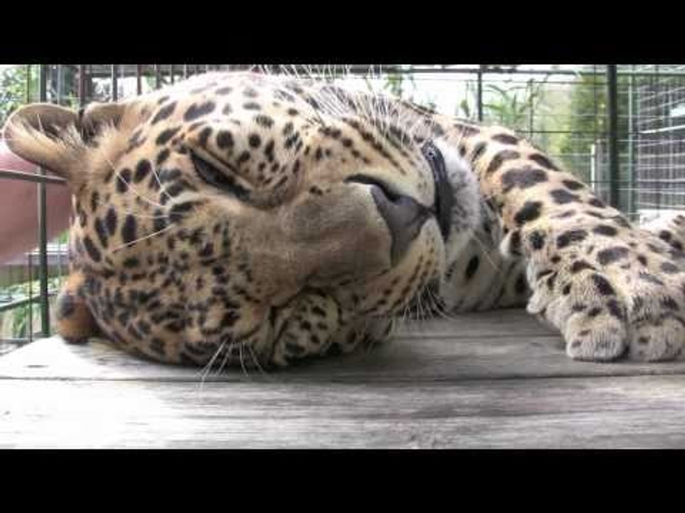 Voodoo the Leopard Loves Getting Rubs