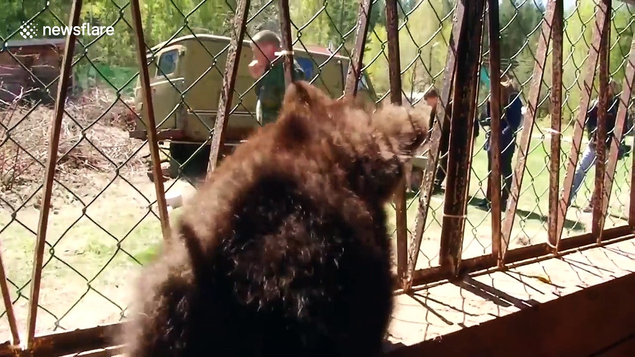 Orphaned brown bear cub gets a new home