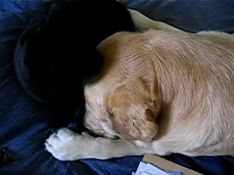 Amour Fou !!!