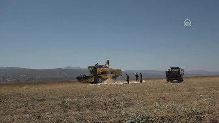 Astronotların Besin Kaynağı "Kinoa"Nın Ilk Hasadı Yapıldı