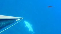 Çanakkale 50 Kiloluk Dev Balığı Zıpkınla Yakaladı