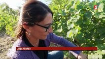 Roussillon : des vendanges en avance
