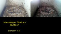 Mauersegler Nestcam 2017 - 24. Juli 16:50