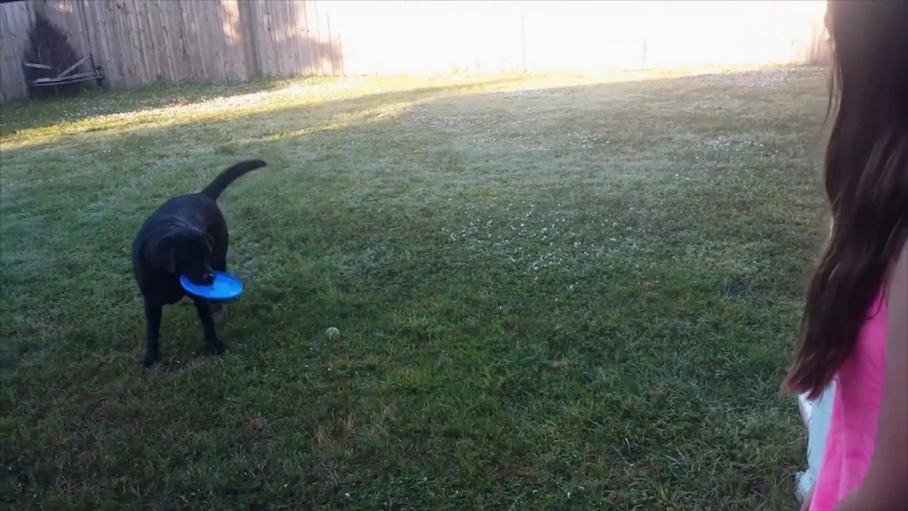 Un choix difficile pour ce Chien!!