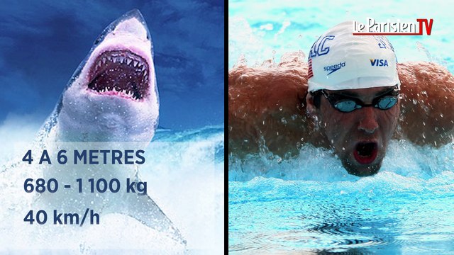 Michael Phelps en compétition avec un requin blanc
