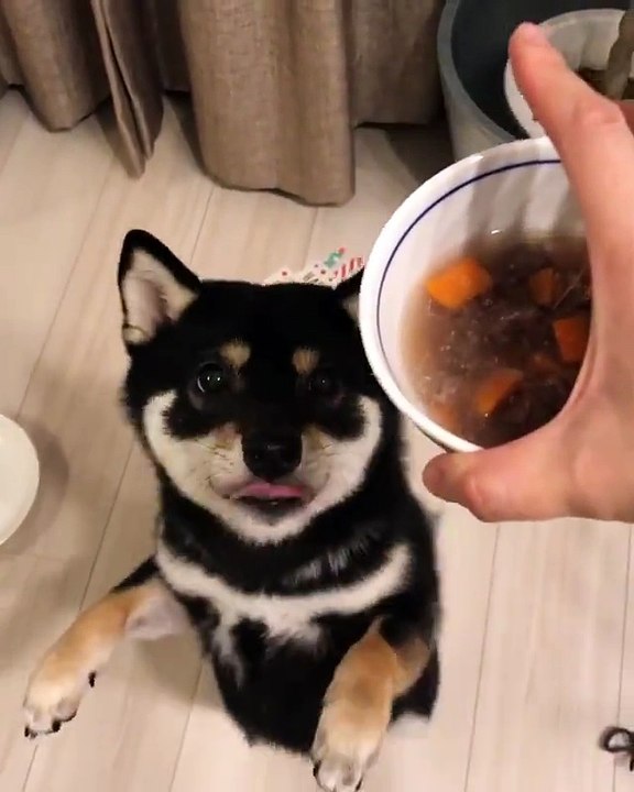 Nice dog!