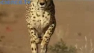 Exercising a cheetah
