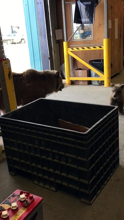 Warehouse Bear Visitors