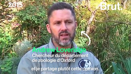 Mort du fils de Cécil le lion tué par un braconnier