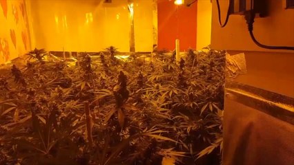 Police video shows inside of massive cannabis factory in Wales