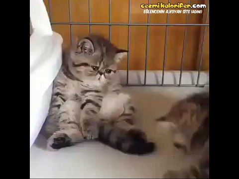 5 Dönüm Tarlası Yanmış Gibi Oturan Kedi