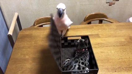 Une rencontre entre un cacatoès et un chaton bengal