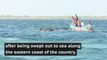 Navy Rescues 2 Elephants Swept Out to Sea