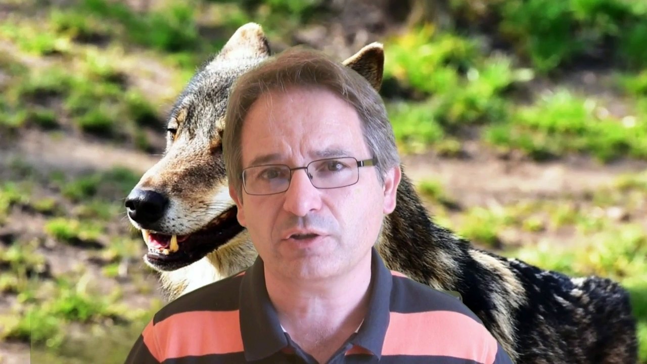 Animalistas en Asturias 30000 firmas por los lobos y Gijón 15000 contra envenenamiento de perros