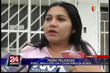 Chimbote: pitbull mata a otro perro y causa pánico en vecinos