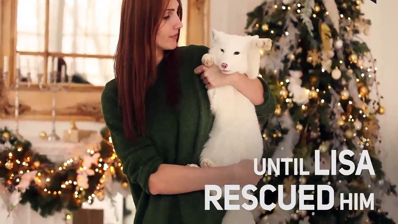 From fur farm to a1 bed apartment - Baby Arctic Fox
