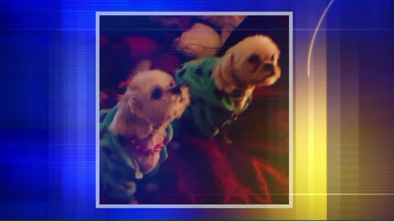 'Last Thing He Ever Gave Me': Man Says Murdered Nephew`s Dog Stolen From His Backyard