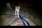 Cat Started Dying After eating Frog -Strange Video