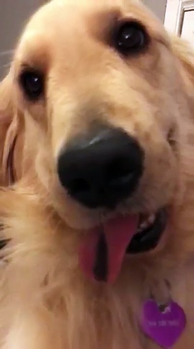 Golden Retriever Darth Vader
