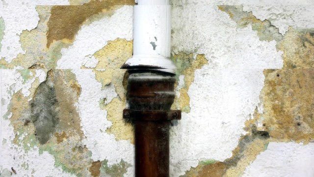 Mold Removal in Fremont - Reasons Why Mold Should Clean Up Right Away